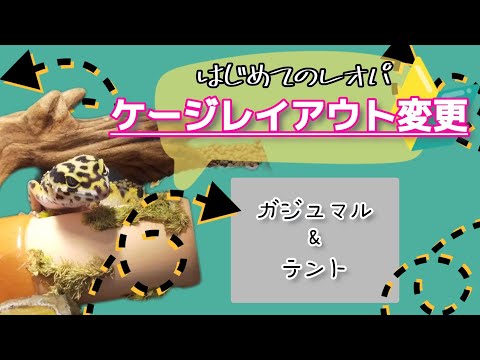 レオパのケージレイアウト変更！ガジュマル＆テントを入れてみた