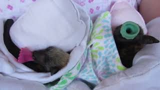 Babies Moose And Turnip Snuggle In