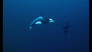 Orca circles freediver