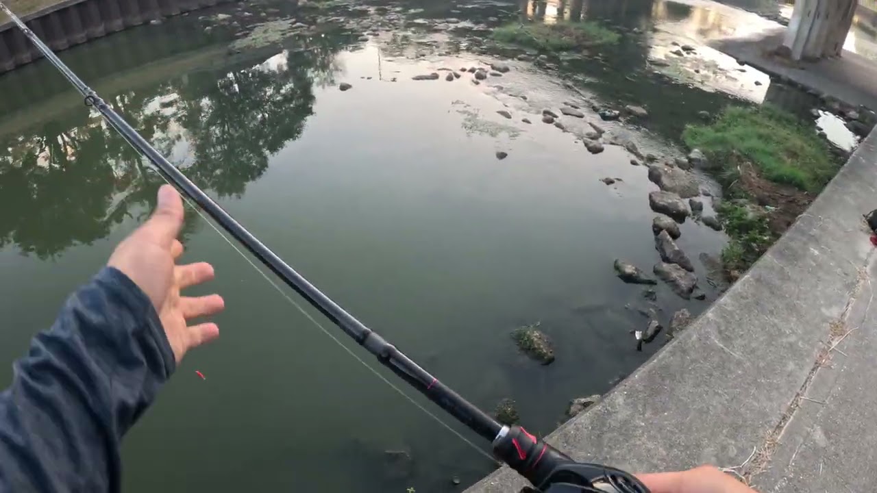 4K Bass Fishing USA Largemouth Bass Alligator Shimano Metanium DC  Megabass KSK BAITS アメリカでバス釣り
