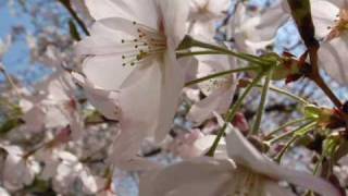 Video thumbnail of "Sakura  Japanese folk song 1"