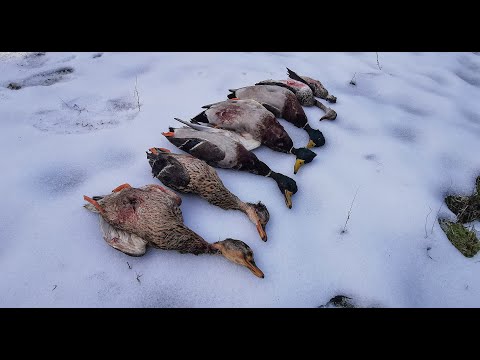 ყველაზე მაგარი ნადირობა იხვზე ამ სეზონზე 🦆🦆🦆 2021 დეკემბერი. Зимняя охота на утку.