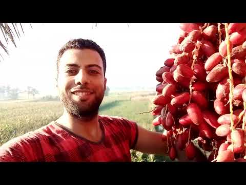 طريقة جمع ثمار النخيل بلح حيانى يا بلح
