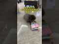 出门上班，在也不怕它们两个打架，拆家！ #宠物日常趣味互动