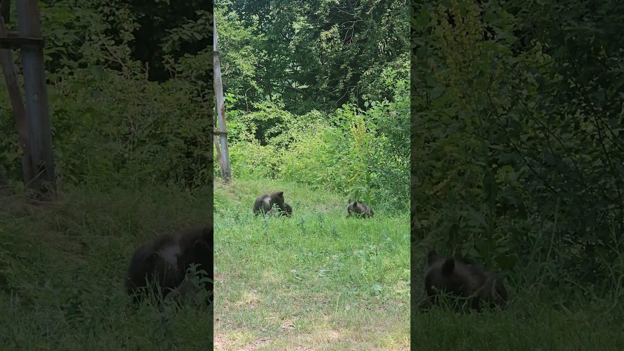 Ursul a ieșit în mijlocul drumului, ce a urmat nu te așteptai
