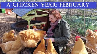 The Chicken Year Month by Month: February
