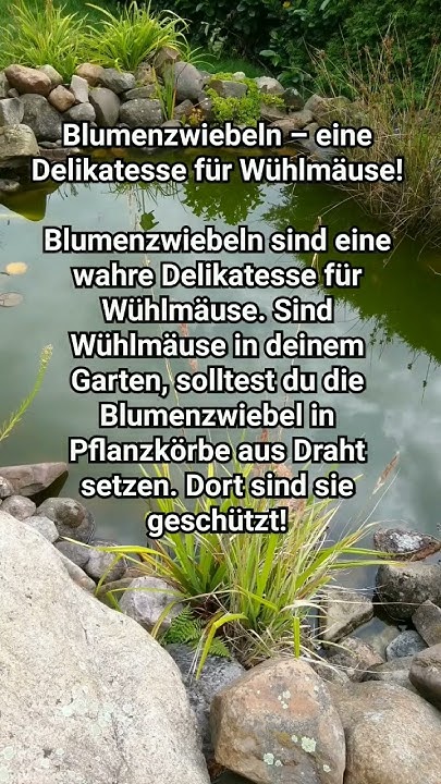 Blumenzwiebeln eine Delikatesse für Wühlmäuse! garten gartentipps 