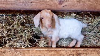 Baby had her babies. Goat update #11