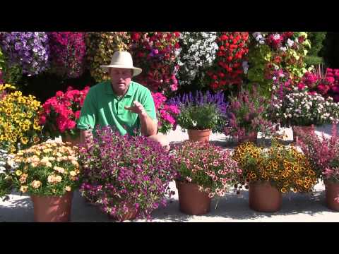 Video: Tanaman Cape Marigold – Varietas Tanaman Osteospermum Dan Dimorphotheca