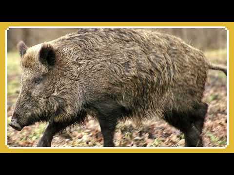 تەفسیر خەوبینین بە بەراز بەگشتی