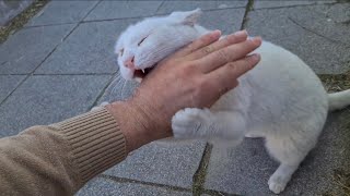 If you don't want to be Bitten you will never touch the Wild and Angry White Cat