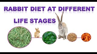 Rabbit Diet Guidediet Plan According To Their Age
