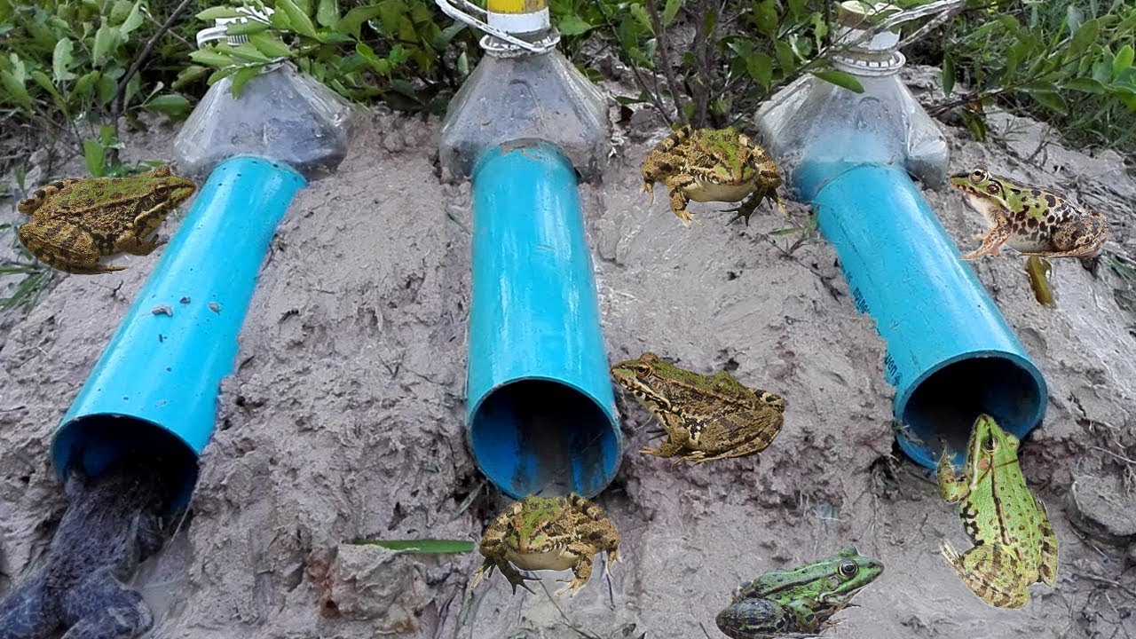 Effective Frog Trap! Creative Boy Make Plastic Bottle With PVC