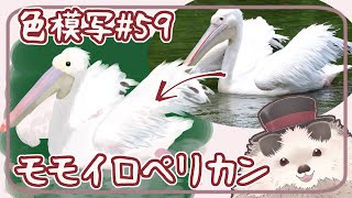【一緒にお絵描き】】色模写の火曜日＃５９【まったり朝活】