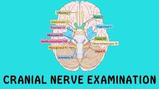 Cranial Nerve Examination || Ptosis || UMN facial palsy