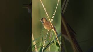 Eurasian Reed-Warbler Singing  #shorts
