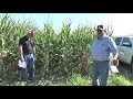 Cover Crops Inter-Seeded Into Corn Field | Fall 2018