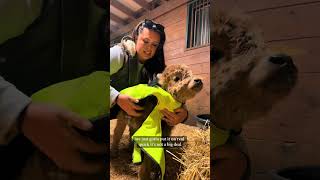 Throwback Baby Mini Cows Protesting Their Blankets And Being Dramatic As Ever