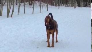 10 seconds of bloodhound howling like Chewbacca