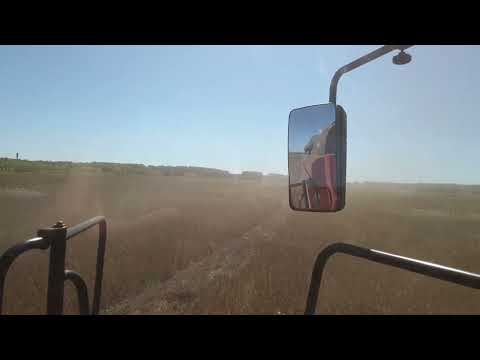 Выехали молотить горох.Кто-то