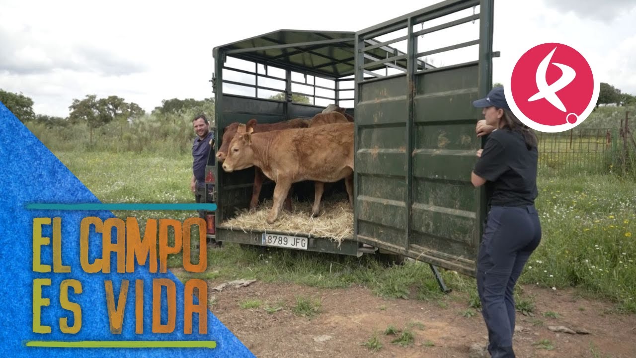 Las futuras madres de la ganadería de María dejan atrás el cebadero | El campo es vida