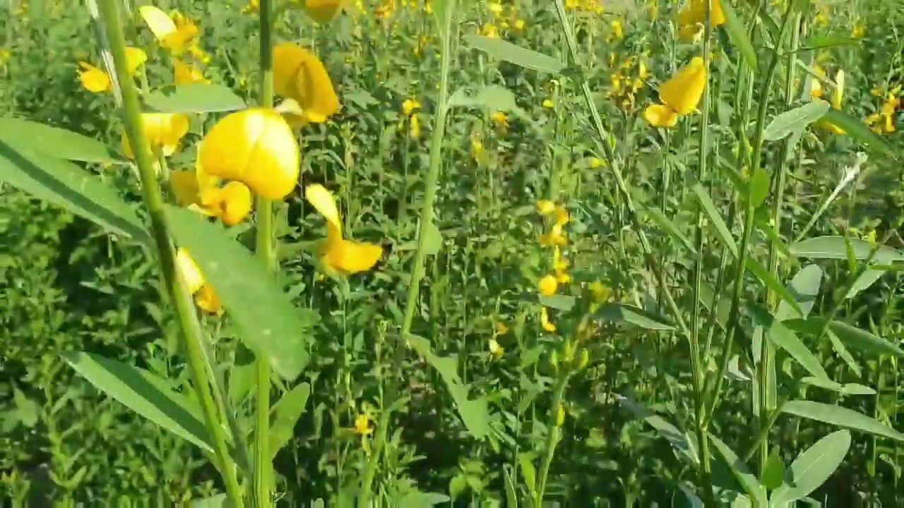 Fire roll with sunn hemp