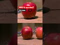 What breaks an apple? 🍎🤔