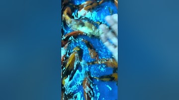 Cá Koi Mini 12cm và 15cm Cọp Vàng Đen Ki Utsuri và Đỏ Đen Hi Utsuri 50k đến 70k/con