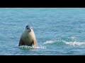 Sea lion 4d  trailer