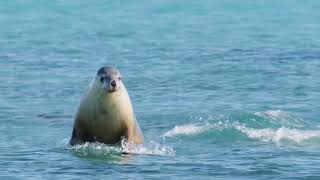 Sea Lion 4D | Trailer