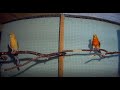 Papugi 🦜🦜świergotki orange a inne odgłosy ptaków.Cz nr-2.(Orange pipit noises  )