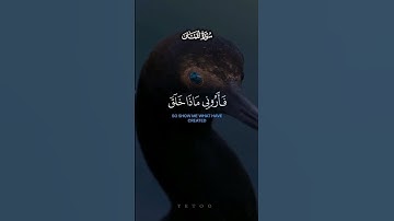 هذا خلق الله فأروني ماذا خلق الذين من دونه | سورة لقمان | القارئ ياسر الدوسري #قران #دويتو #لايك