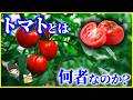 【ゆっくり解説】ジャガイモの進化に関係した?「トマト」とは何者なのか?を解説/食虫植物?毒がある?
