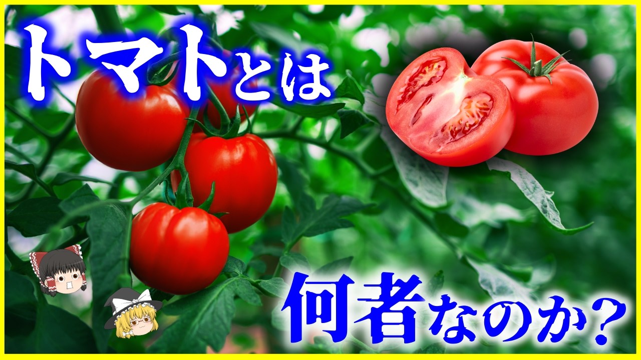 【ゆっくり解説】ジャガイモの進化に関係した?「トマト」とは何者なのか?を解説/食虫植物?毒がある?