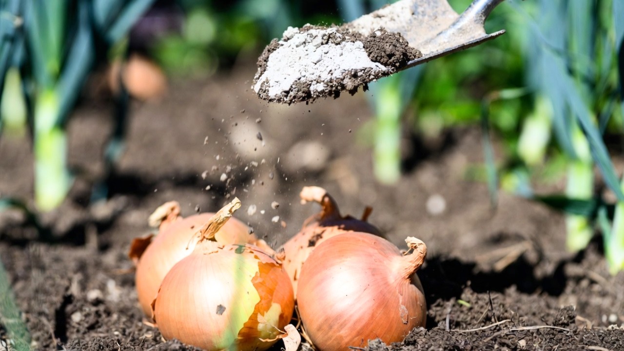 Dodaj do gruntu przed sadzeniem cebuli. Ochroni ją przed gniciem