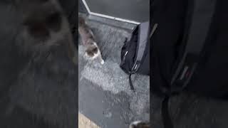 Canlar Beni Bekliyor Motorumda Herdaim Mama Var Afiyetolsun