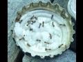 ALL NATURAL ANT CONTROL using BORAX