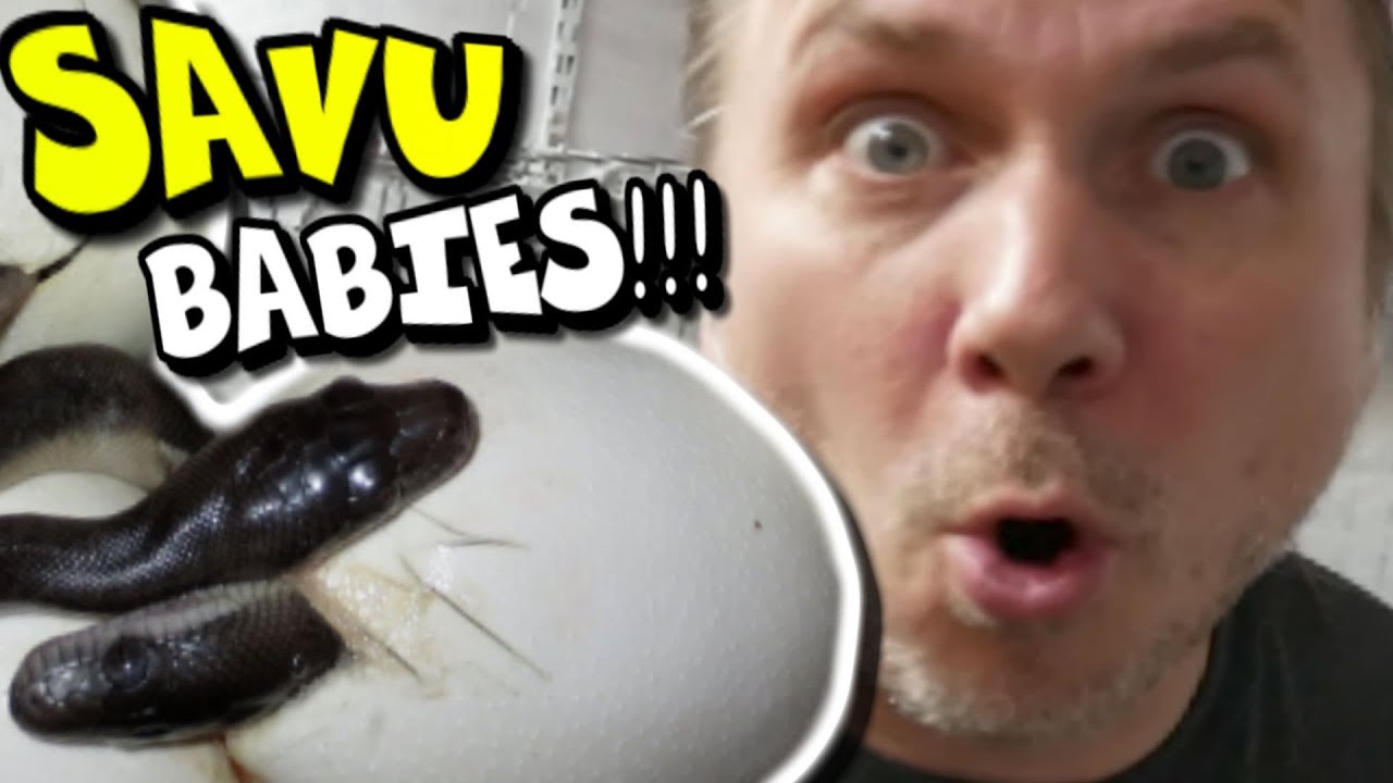 vlogs in spanish SNAKE EGG CUTTING AND BABY SNAKES! | BRIAN BARCZYK