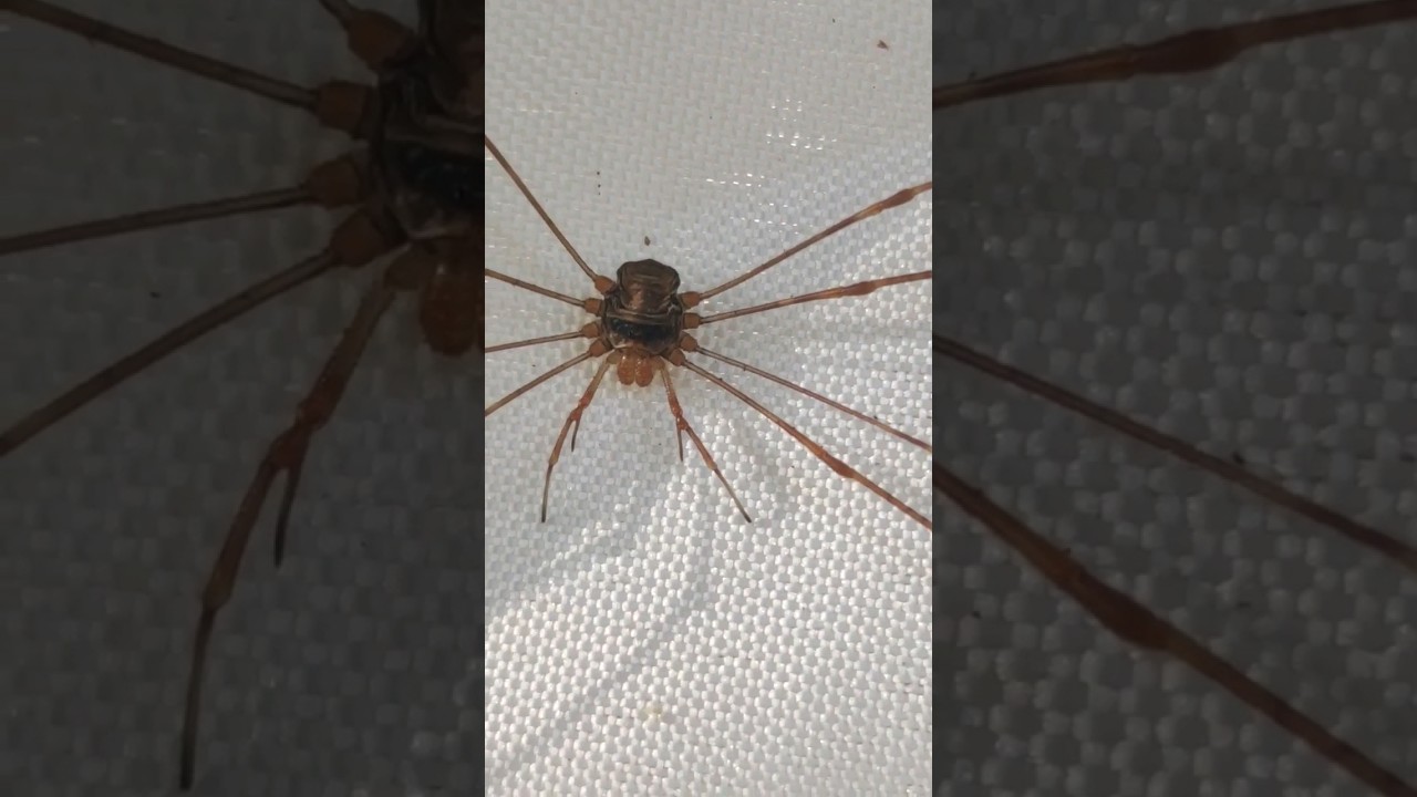 Las arañas dentro de tu casa #opiliones #animales #aracnidos #viral #curiosidades