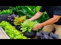 Small Frontyard Garden Makeover: Luxurious Elegant Tropical Entryway for Small Homes