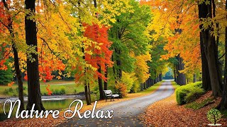 Great relaxing music🍁Nature melodies help reduce stress, heal the soul, stop overthinking