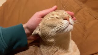 Golden boi leans into those pets like there's no tomorrow by Archie The Cat & Friends 21,081 views 3 months ago 39 seconds