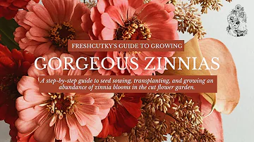 ZINNIAS: Guide to Growing Zinnias - Planting Zinnias in the Cut Flower Garden - Zinnias from Seed