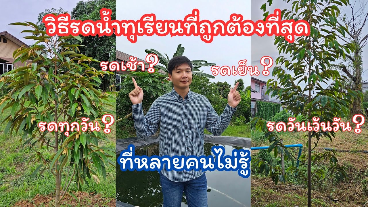 วิธีรดน้ำทุเรียนที่เหมาะสมที่สุด​ ที่หลายคนไม่รู้​ รดเวลาไหน รดทุกวันหรือรดวันเว้นวัน