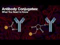 Antibody conjugates what you need to know  cst tech tips