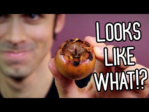 Video: Common Medlar