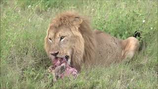 The king of Serengeti #lion