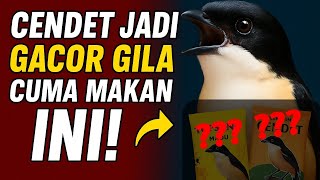 2 Voer Terbaik Cendet Ini Rekomendasi Yang Ampuh Auto Gacor Harian Dan Lomba