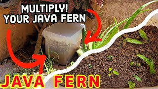 How to grow Java fern|Propagate aquarium ferns and ephiphytes at your home for free