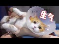 医生：指标异常！必须少吃肉！橘猫听完急了｜花花与三猫 Cat Live